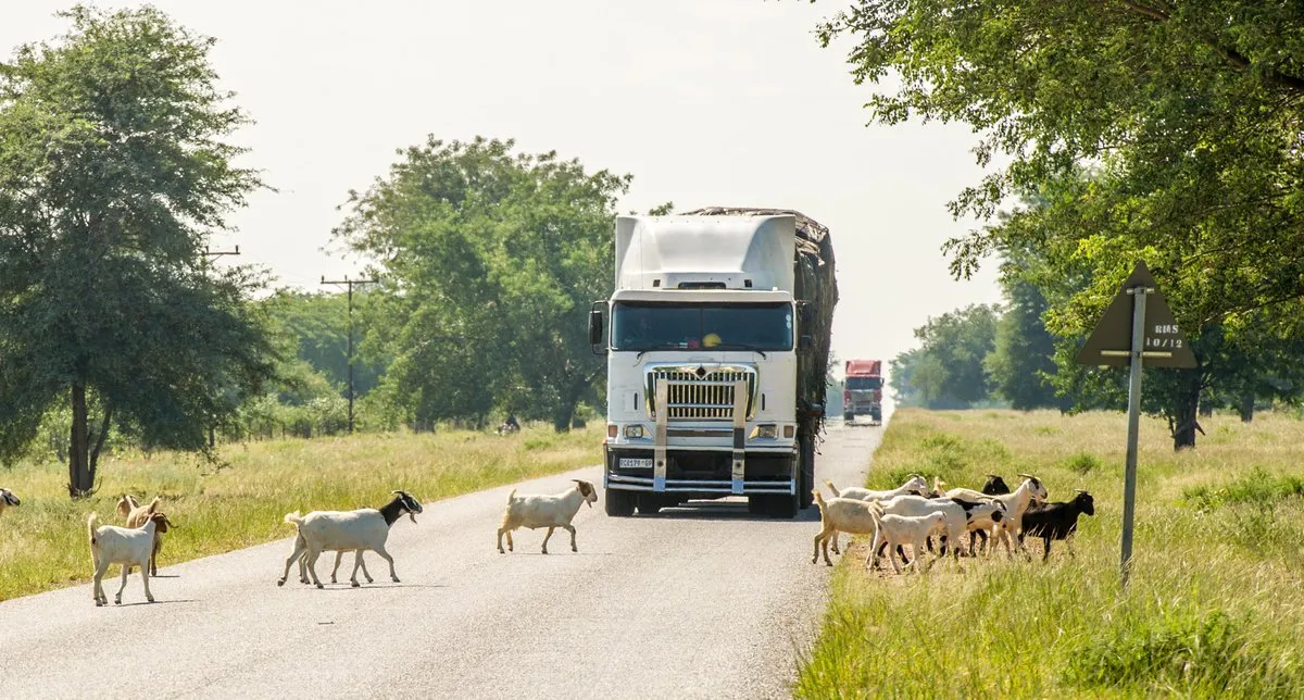 Goat crossing