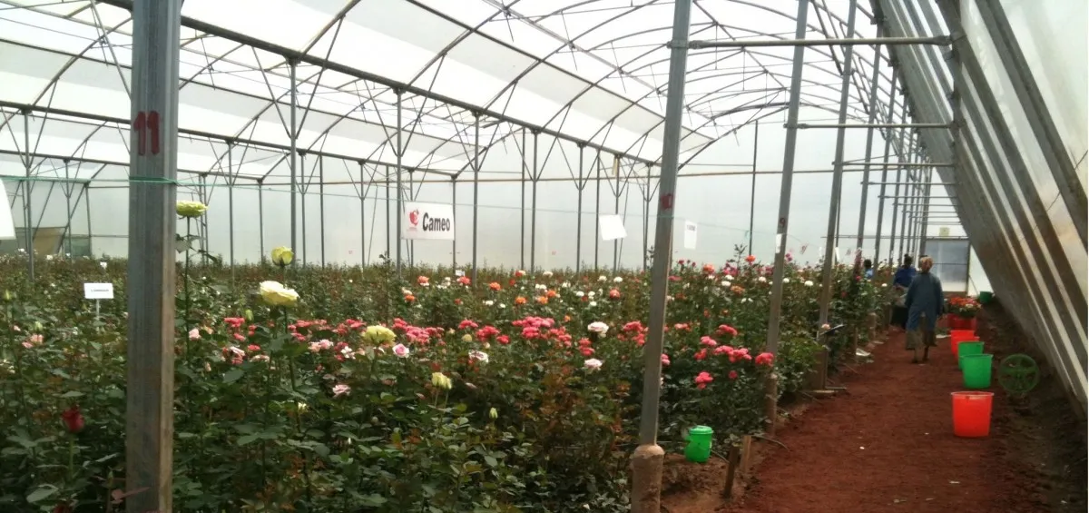 greenhouse