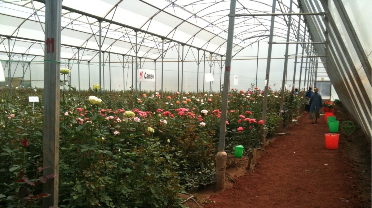 greenhouse